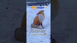 🔥 Лиса пришла по-позировать 🦊| Beautiful fox 👍 Якутия