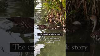 A happy duck story #duck #happy