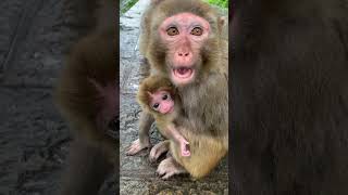 "Baby Monkeys Having Fun: Hilarious Antics Caught on Camera" #BabyMonkeys #HilariousAntics