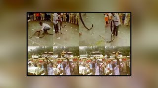 Vava suresh catching a big king cobra near pamba