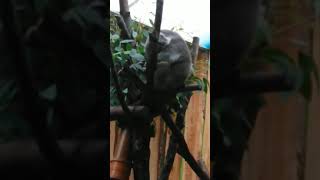 A Koala sleeping at Edinburgh Zoo. 😃