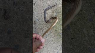 Blacktail cribo Snake🐍#snake#shorts#short#shortvideo#trending#trend