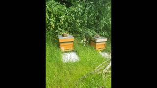 Memory Lane 2022 - Starting out in Beekeeping 🐝 #shorts