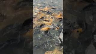 Fish Feeding in Farm Ponds #fishing #11