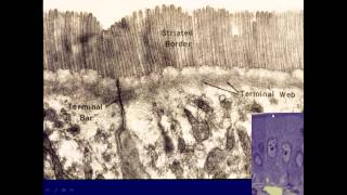 General. Medical School Histology. Intro to Cells, Tissue and Microscopy Part 2