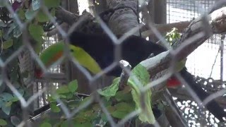 Los Angeles Zoo Toucan