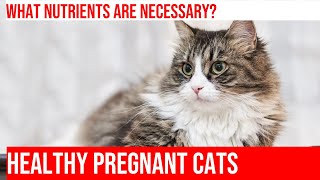 Nutrition for Pregnant Cats: Essential Needs & Guidelines