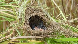 New born of sparrow in the nest and feed by mother and father with one beak