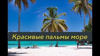 Красивые пальмы море