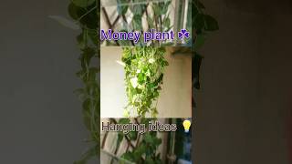 money plant hanging idea 💡| #youtubeshorts #moneyplant