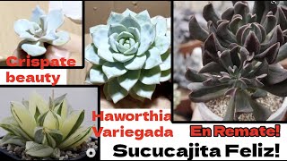 sucucajita feliz! Crispate Beauty, Haworthia variegada. Abriendo paquete de suculentas!