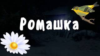 РОМАШКА. Тихий голос. Звуки природы.