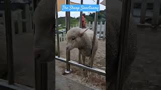 The Sheep Sanctuary #malaysia #travel #sheep