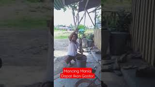 Gastor Menyerah || Sekian Lama Menghindar, Akhirnya Luluh juga || Mancing Mania