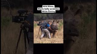 Gotta love our #wildlife this #rhino just wanted belly rubs #wildlifeplanet #wildlifeanimals