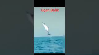 Uçan Balık