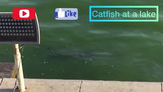 Catfish in a lake