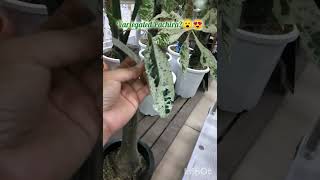 Variegated Money Tree / Variegated Pachira / Money Tree / Variegated Plants