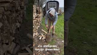 КТО ОПРЕДЕЛИЛ ПОРОДУ ДРЕВЕСИНЫ?