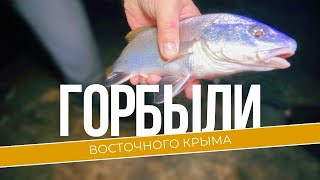 Ловля горбыля в восточной части Крыма