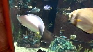 Closeup of Large Stingray mouth swimming