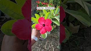 grafted adenium plant only ₹70/-(mix colour) online sale