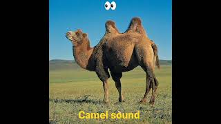 Camel sound effect                #animals #sound #effect #viral