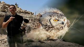 سياحة  مراقبة  الطيور وجبل الجلالة  Mount Galala Bird watching tourism