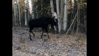 Moose family with Big Bull Moose