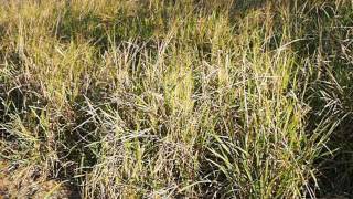 Sustaining Rangelands In Australia