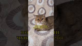 А ваши котики спят рядом с вами?😸😴