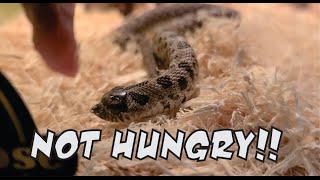 Hognose Feeding who Didn't Eat ??