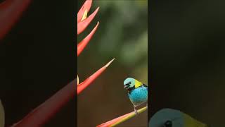 Green Headed Tanager #viralshort #birds #insects #fishtank #wildlife #insectworld #animals