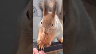 Бусинка как всегда прячет орешки 😋🌰🐿🐾❤ #белка #белочка #squirrel #cute #squirrellove #животные 🐿❤