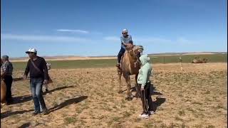 Gobi Desert