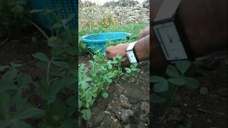 let's harvest fenugreek #nature #farming #fenugreek #shorts