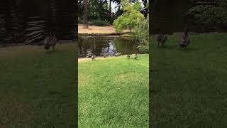 Ducks in the pond, Hedgeley Dene Gardens, Australia