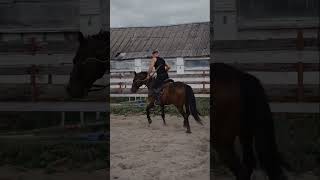 What a horse sounds like #shorts #asmr #asmrsounds #educationalvideo #educationalvideoforchildren