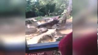 Feeding frenzy. Wolves in their enclosure at Colchester Zoo