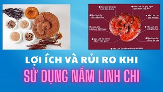 Những lợi ích và rủi ro khi sử dụng nấm linh chi