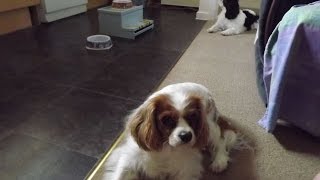 Lexie cavalier best squeaking for food video