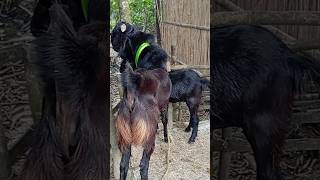 Lots of two goats they do very beautiful surprising shoots we enjoy 2024|Episode/28