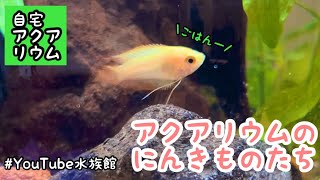 熱帯魚たちをお迎えしました／我が家［YouTube水族館］