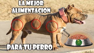 La mejor alimentacion para tu PITBULL, BULLY, BULL TERRIER y otras razas