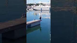 Cormorant in Marina da Pria da Rocha