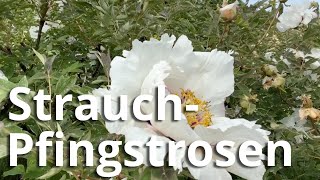 Die riesigen Blüten von Baumpfingstrosen