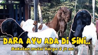 Kambing Kaligesing BREEDING Betina Dara dan bakalan jantan ekonomis p.ettawa