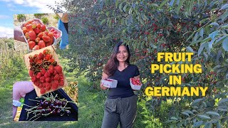 Picking & Eating 5 Types of Berries and Cherries | Website For Free Fruits | May Libre din pala dito