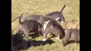 Oklahoma Blue Thunder Bullies