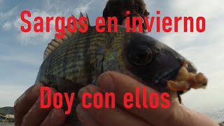 #12 Sargos en invierno. ¡Ya se dónde encontrarlos!